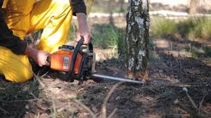 Professional  Tree Services in Lincoln Beach, OR