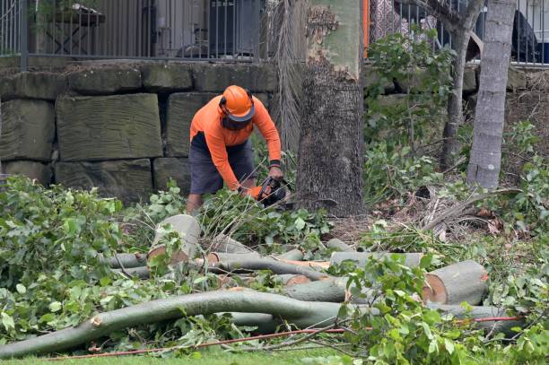 Why Choose Our Tree Removal Services in Lincoln Beach, OR?